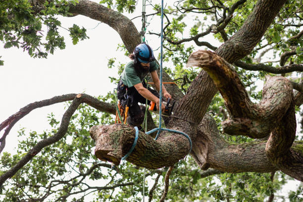 Best Tree Disease Treatment  in Hoschton, GA